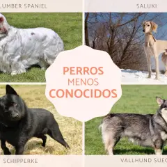 Cuatro perros raros: un Clumber Spaniel blanco, un Saluki esbelto, un Schipperke negro y un Vallhund Sueco.