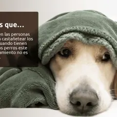 Un perro cubierto con una manta verde, con un texto que explica por qué tiemblan los perros y que no es habitual que castañeteen los dientes.