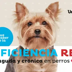 Yorkshire terrier con texto sobre insuficiencia renal en perros.