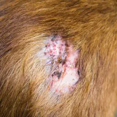 Perro con sarna en la oreja, mostrando una lesión cutánea irritada y con costras.