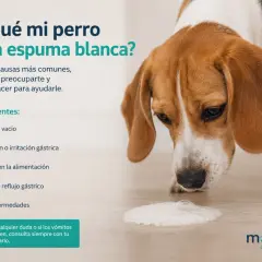 Un beagle mira con preocupación una espuma blanca en el suelo, indicando que mi perro vomita espuma blanca. La imagen explica las causas.