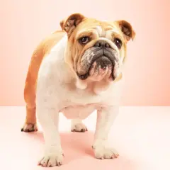 Un adorable bulldog inglés con pelaje blanco y dorado, con una expresión curiosa y arrugas distintivas, posa sobre un fondo rosa pálido.