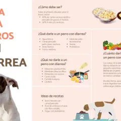 Dieta para perros con diarrea: qué darles, qué evitar y recetas. Si mi perro tiene diarrea, ¿qué medicamento le doy? Este gráfico ofrece consejos.