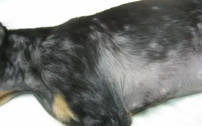 El pelaje de mi perro muestra zonas sin pelo, como si se le cayera el pelo y tuviera calvas.