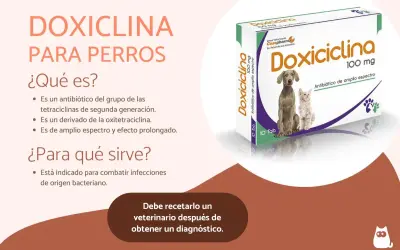 Doxiciclina para perros: antibiótico de amplio espectro. No es un analgésico, sino para infecciones bacterianas.