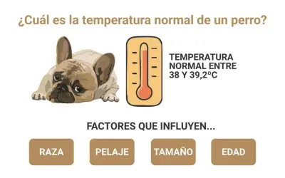 Un bulldog francés con aspecto cansado. Un termómetro indica que la temperatura normal de un perro es entre 38 y 39,2°C. Mi perro tiene 37 de temperatura.