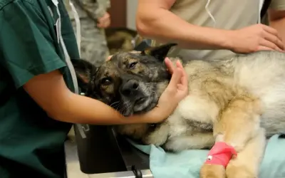 Veterinarios atienden a un perro con un ataque epiléptico. El canino yace en una camilla, con una pata vendada de rosa.