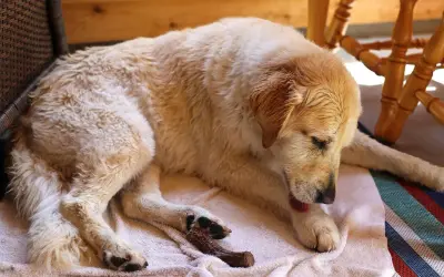 Perro dorado descansando en una toalla, se lame mucho las patas.