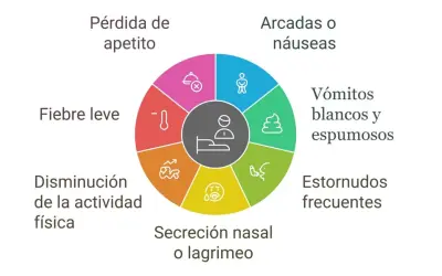Síntomas de tos de las perreras: pérdida de apetito, fiebre leve, disminución de actividad, secreción nasal, estornudos, vómitos y arcadas.