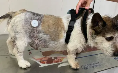 Perro con parche en el lomo para monitorear la diabetes. Tiene un arnés y su pelaje muestra zonas de pérdida y cambios de color.