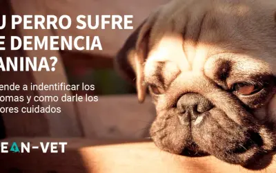 Primer plano de un pug con texto que pregunta si tu perro sufre de demencia canina. Aprende a identificar síntomas y cuidados.