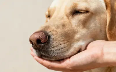 Primer plano de un perro con nariz seca, sostenida por una mano.