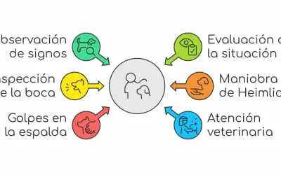 Diagrama de pasos: observación, inspección, golpes en espalda, evaluación, Maniobra de Heimlich y atención veterinaria, para saber qué hacer cuando un perro se atraganta.