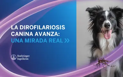 Un perro border collie mira a la cámara mientras un mosquito se cierne cerca, advirtiendo sobre la filaria en perros.