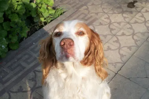 Un adorable breton perro, con pelaje blanco y marrón, mira atentamente a la cámara.