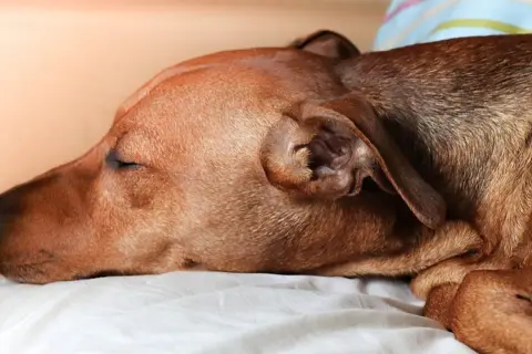 Un perro marrón duerme plácidamente en una cama. Su respiración es profunda, casi como si roncara.