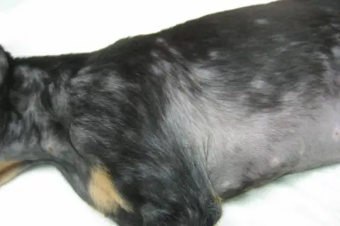 El pelaje de mi perro muestra zonas sin pelo, como si se le cayera el pelo y tuviera calvas.
