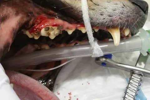 Boca de perro con encías inflamadas y dientes sucios, indicativo de mal aliento perros. Se observa equipo veterinario.