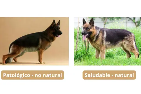 Perro pastor alemán con postura patológica, como anda un perro con displasia, comparado con uno saludable.