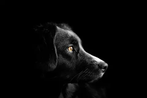 Ojo de perro con mirada intensa, alerta ante el glaucoma en perros.