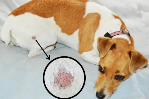 Perro con lesión cutánea en la zona de la cola, posible síntoma del síndrome de la cola fría.