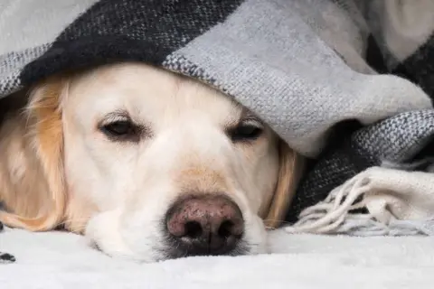 Un perro constipado, cubierto con una manta a cuadros, parece triste y cansado.