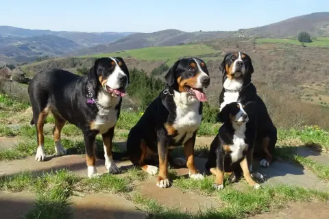 Cuatro boyeros suizos, un gran boyero suizo vs boyero de Berna, posan en un paisaje montañoso.