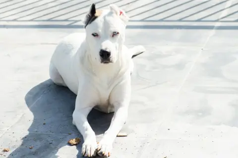 Dogo argentino con ojos azules intensos, raza que algunos consideran peligrosa, descansa sobre baldosas grises bajo la sombra de una valla.