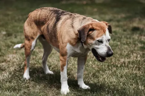 Perro de pelaje atigrado y blanco, con la boca abierta, parece que mi perro tose como si tuviera algo en la garganta.