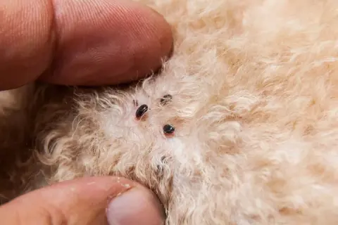 Dedos separan el pelaje de un perro para revelar varios huevos de pulgas negros y pequeños adheridos a la piel.