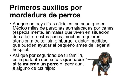 Un perro salchicha con un chaleco a cuadros mira fijamente. El texto advierte sobre qué hacer si te muerde un perro.