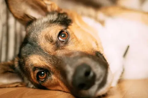 Perro con mirada triste. La pancreatitis en perros es mortal, cuida a tu mascota.