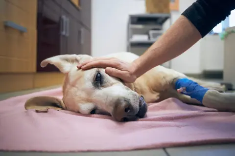 Un perro recibe una caricia en la cabeza, con una vía intravenosa en su pata. Un momento de ternura y despedida, quizás el último adiós antes de la eutanasia del perro.
