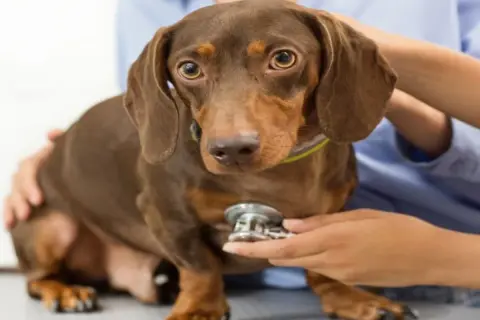 Perro salchicha marrón en consulta veterinaria. El veterinario examina al perro, que podría tener cistitis.