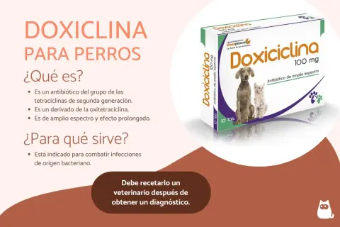 Doxiciclina para perros: antibiótico de amplio espectro. No es un analgésico, sino para infecciones bacterianas.