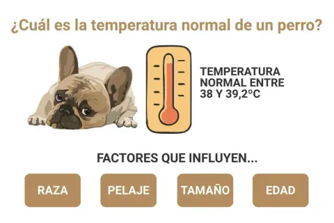 Un bulldog francés con aspecto cansado. Un termómetro indica que la temperatura normal de un perro es entre 38 y 39,2°C. Mi perro tiene 37 de temperatura.