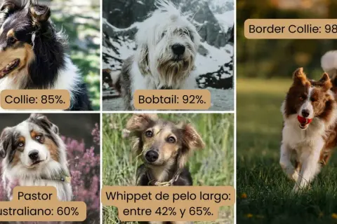 Perros Collie, Bobtail, Pastor Australiano, Whippet y Border Collie. El gen MDR1 es más común en Border Collies (98,7%).