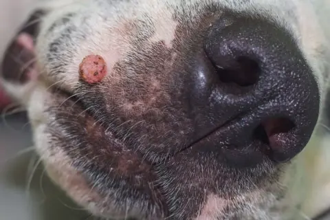 Primer plano del hocico de un perro, mostrando una verruga en la piel.