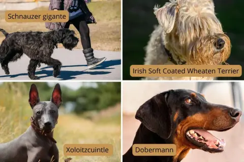 Schnauzer gigante, Irish Soft Coated Wheaten Terrier, Xoloitzcuintle y Dobermann. Algunas razas de perros hipoalergénicos grandes son ideales para familias.