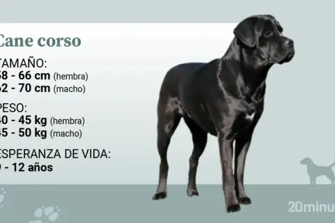 Un imponente cane corso adulto, negro y musculoso, posa con elegancia. La imagen detalla su tamaño, peso y esperanza de vida.
