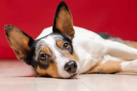 Perro con mirada triste, quizás sufriendo de pancreatitis en perros.