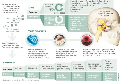 Infografía sobre el síndrome de Cushing, sus tipos, causas y síntomas en humanos y perros.