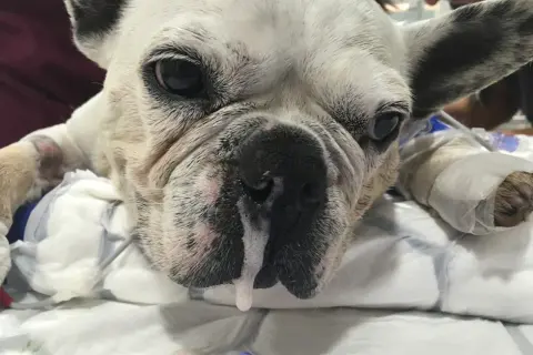 Mi perro tiene mocos. ¿Qué le puedo dar? Este bulldog francés blanco parece enfermo, con mucosidad saliendo de su nariz.