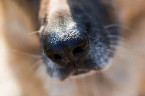 Primer plano de la nariz de un perro, con su pelaje gris y marrón. Parece que mi perro estornuda mucho, quizás por el polen.