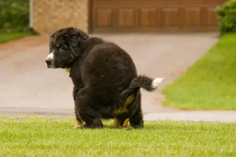 Un cachorro peludo hace caca amarilla en el césped.
