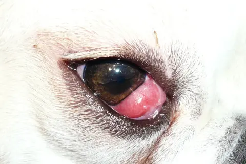 Ojo de cereza perro. Una protuberancia rosada y carnosa sobresale del ojo de un perro blanco, cubriendo parte de la pupila.