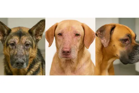 Tres perros con leishmaniasis, mostrando lesiones cutáneas y faciales.