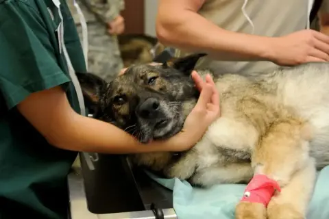 Veterinarios atienden a un perro con un ataque epiléptico. El canino yace en una camilla, con una pata vendada de rosa.