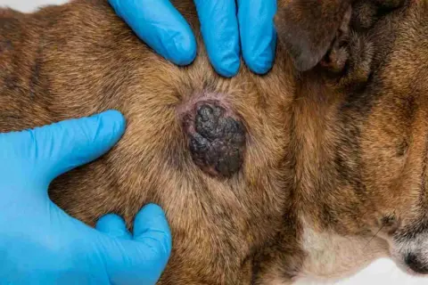 Manos enguantadas examinan un bulto oscuro en el pelaje de un perro, posible indicio de cáncer de piel en perros.