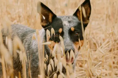 Un perro pastor australiano se asoma entre espigas doradas, con sus ojos curiosos y orejas atentas.